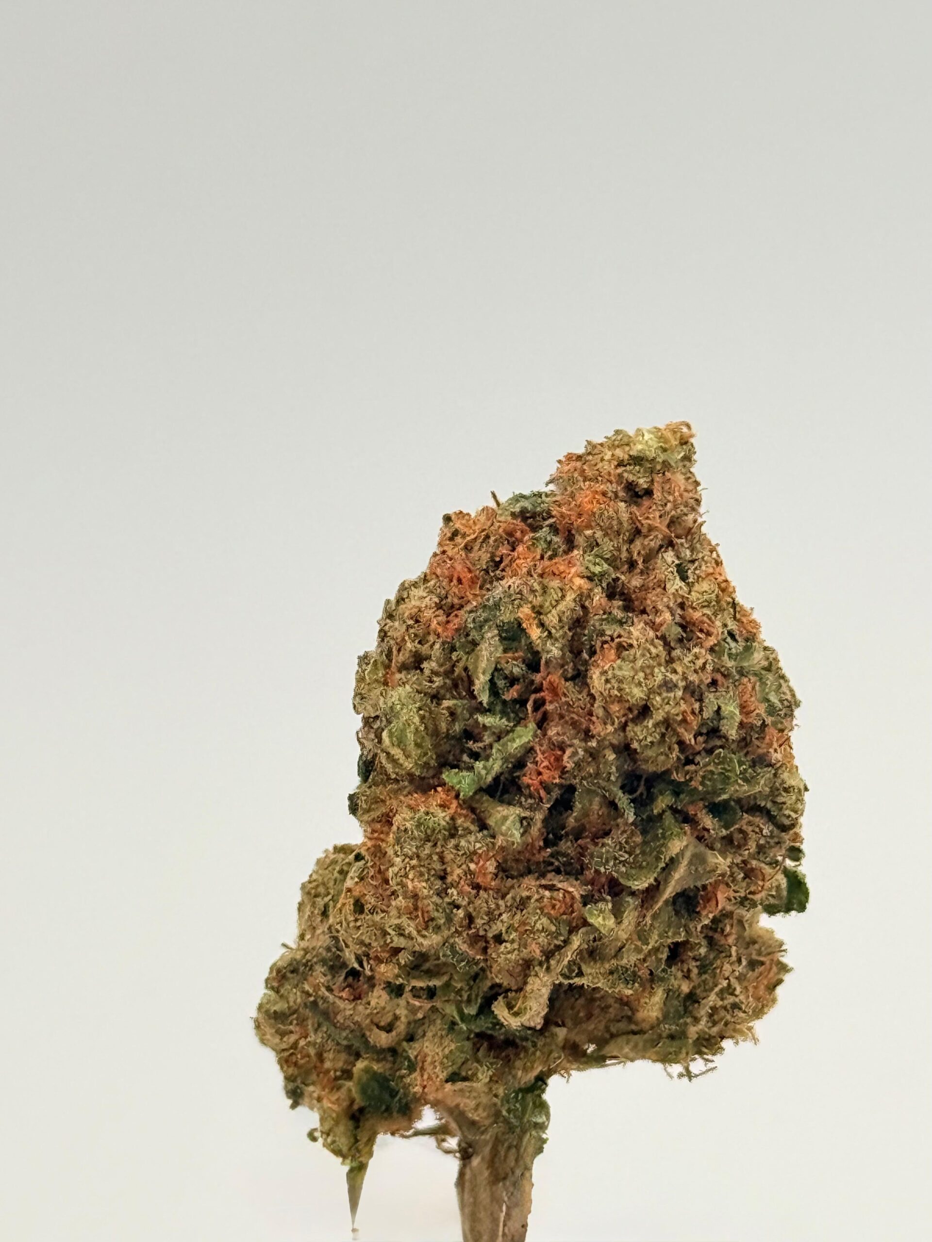ZKITTLEZ 1 ZKITTLEZ