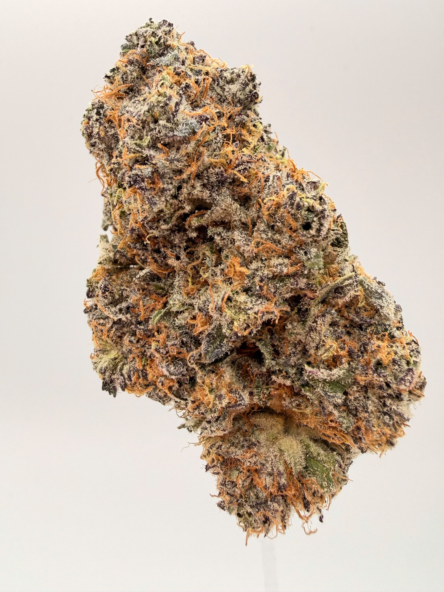 GOLDEN BOY FARMS - Cote Blue LSO 2 GOLDEN BOY FARMS - Cote Blue LSO - Image 2