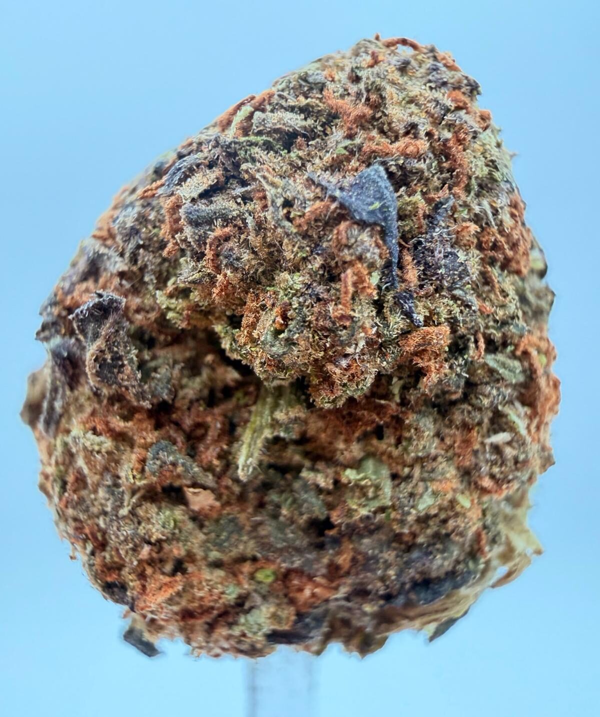 ORANGE TANGERINE 1 oz 1 ORANGE TANGERINE 1 oz