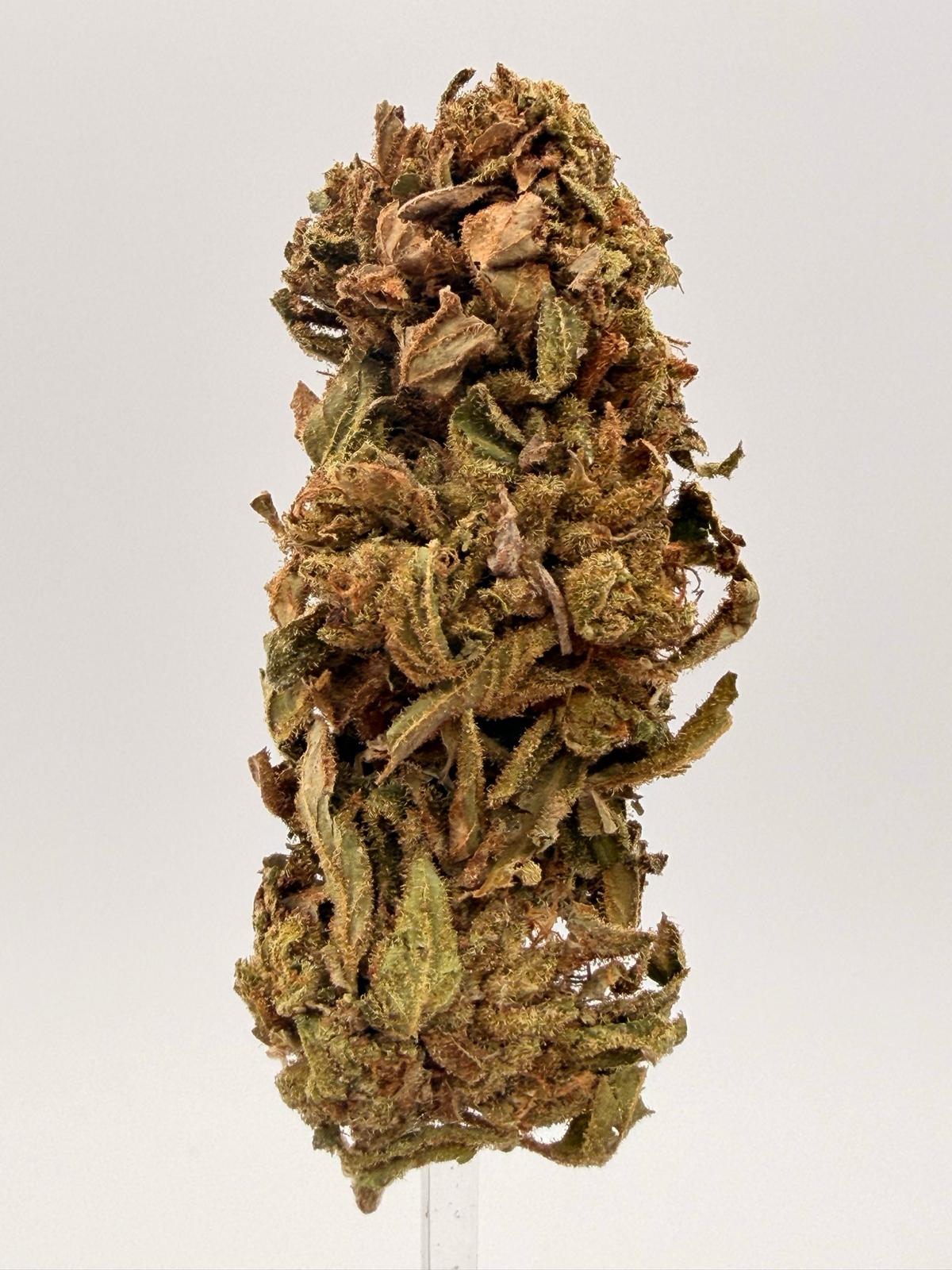 DR. GRINSPOON 1 oz 1 DR. GRINSPOON 1 oz