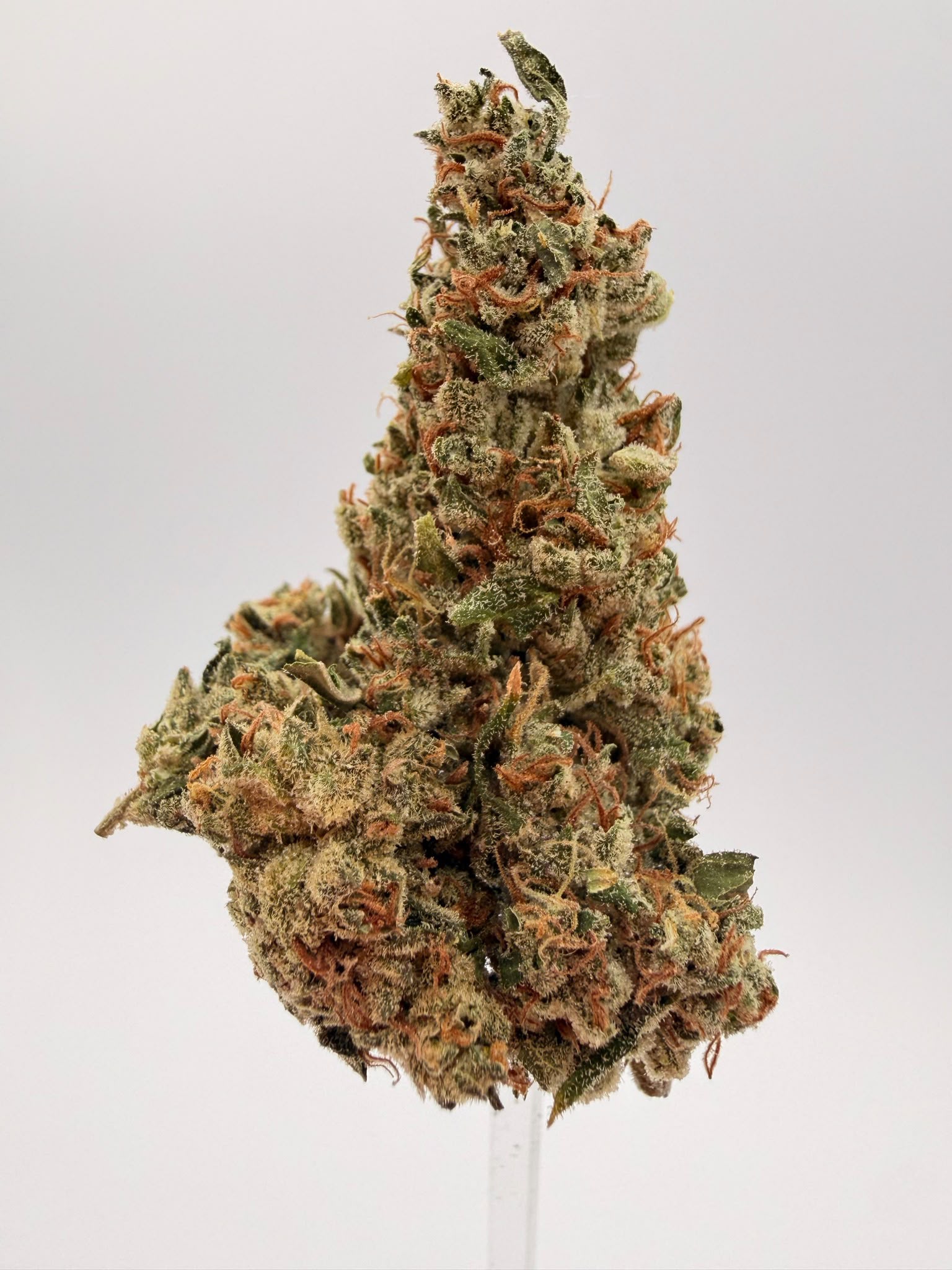 GORILLA GLUE 1 oz 1 GORILLA GLUE 1 oz