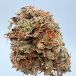 GOLDEN BOY FARMS - Orange Crush LSO